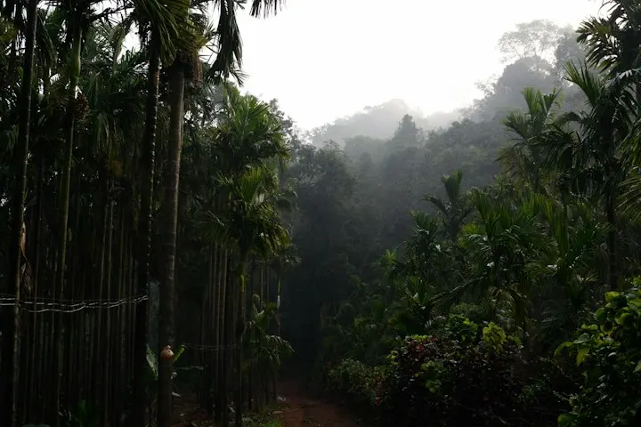 Coorg Coffee Plantation and Waterfall Walk by OYG Holidays