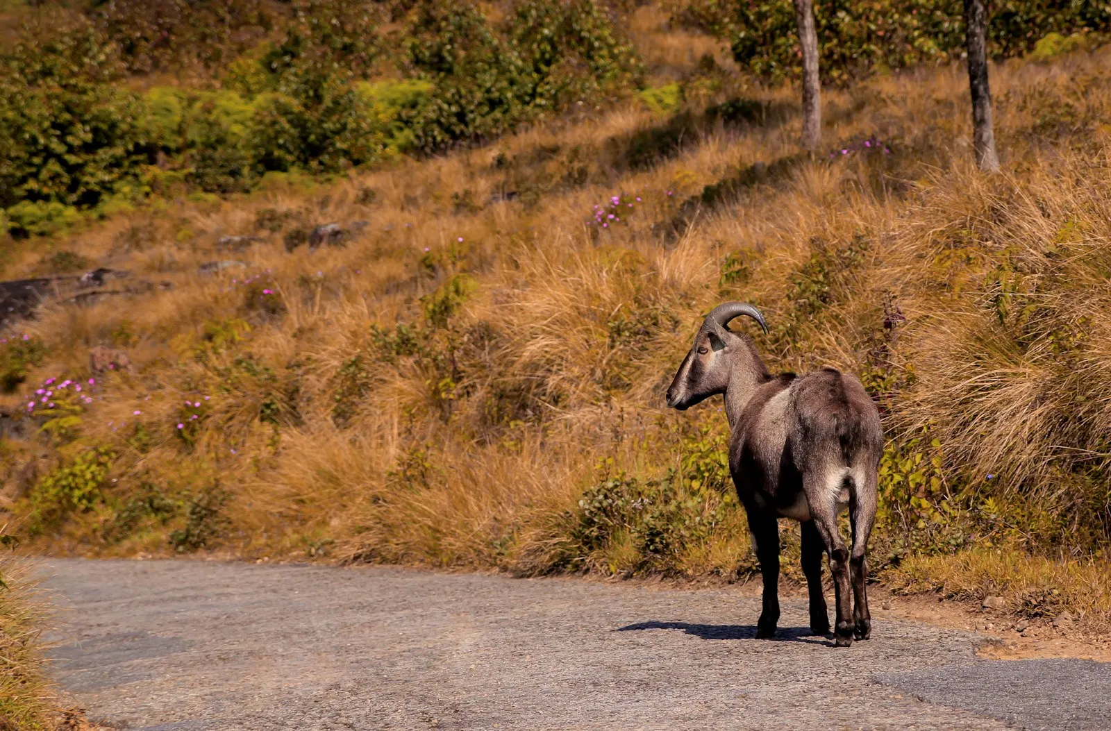 Eravikulam National Park Nilgiri Tahr Trek by OYG Holidays, Munnar