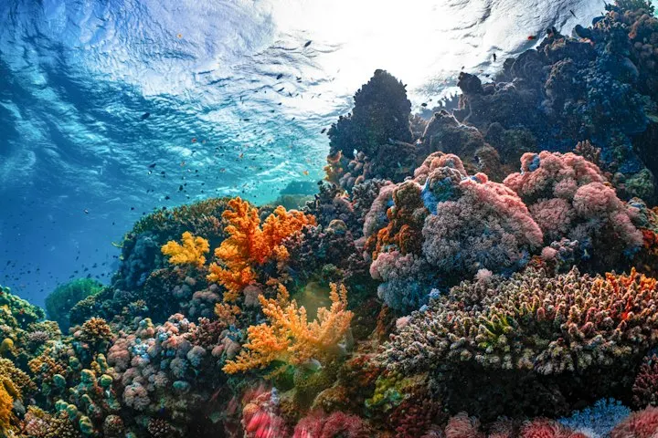 Havelock Island Scuba Diving by OYG Holidays