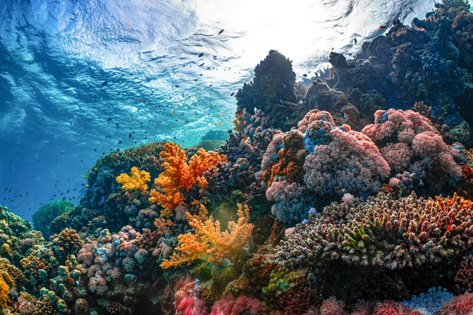 Havelock Island Scuba Diving by OYG Holidays, Andaman and Nicobar