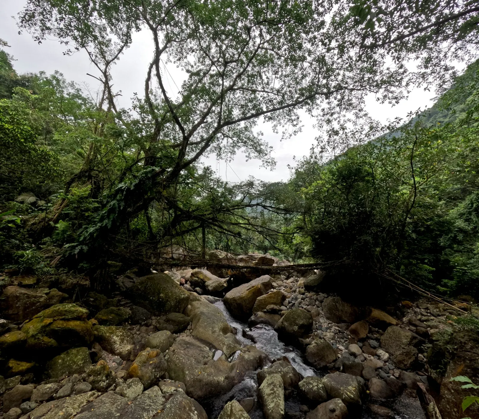 Living Root Bridge Trek by OYG Holidays, Meghalaya