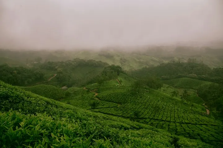 Munnar Tea Trail and Plantation Walk by OYG Holidays