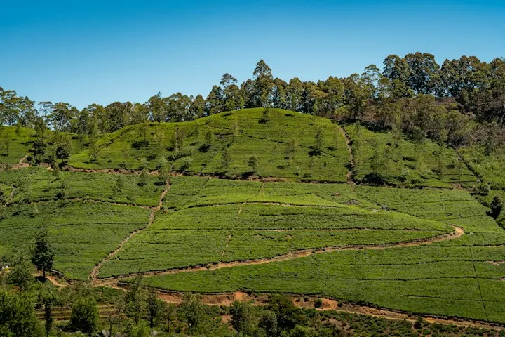 Ooty Nilgiri Mountain Railway Ride by OYG Holidays