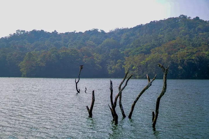Periyar Lake Boat Safari by OYG Holidays