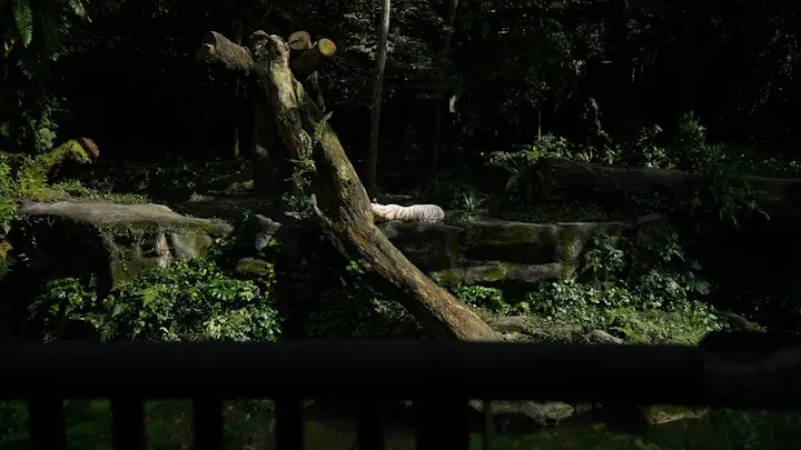 Singapore Zoo Night Safari by OYG Holidays