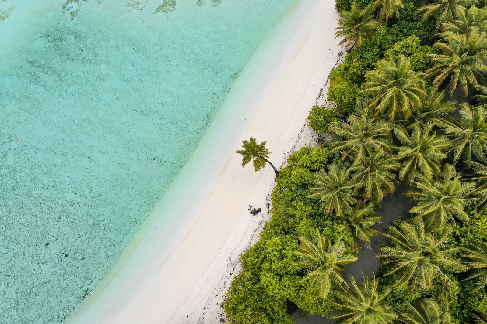 Snorkelling and Sandbank Excursion by OYG Holidays, Maldives