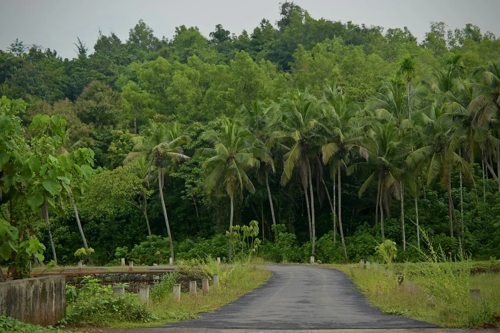 Thekkady Spice Plantation Walk by OYG Holidays, Thekkady