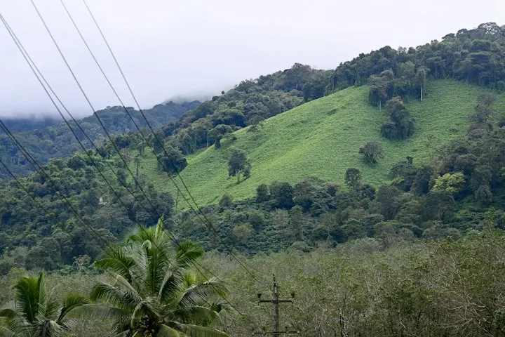 A lush green hillside covered in lots of trees Shot on the way to Bangalore from Kasaragod, Kerala. The estates and plantations in Coorg are a treat to travelle