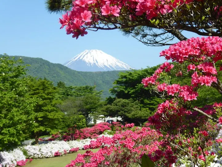Red and green trees near mountain during daytime Mount Fuji, seen through the flowers in Hakone, Japan: Japan holiday packages by OYG Holidays