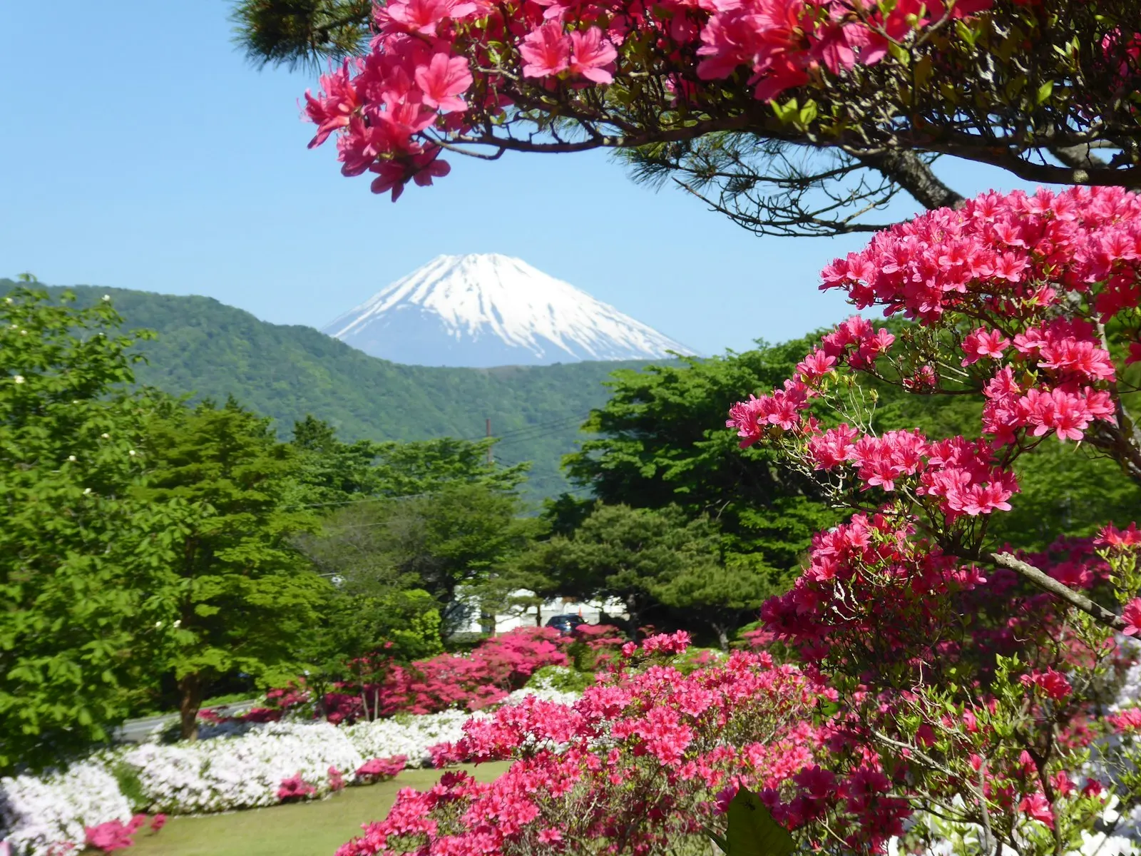 Red and green trees near mountain during daytime Mount Fuji, seen through the flowers in Hakone, Japan: Japan holiday packages by OYG Holidays