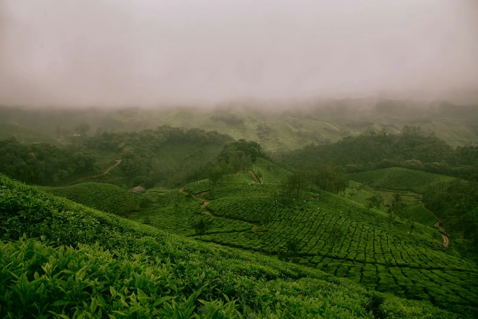 Private Cottages in Munnar by OYG Holidays, Munnar