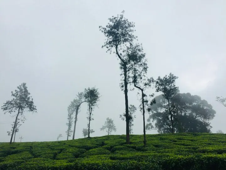 Green grass field with trees under white sky during daytime Wayanad ooty road: Ooty holiday packages by OYG Holidays