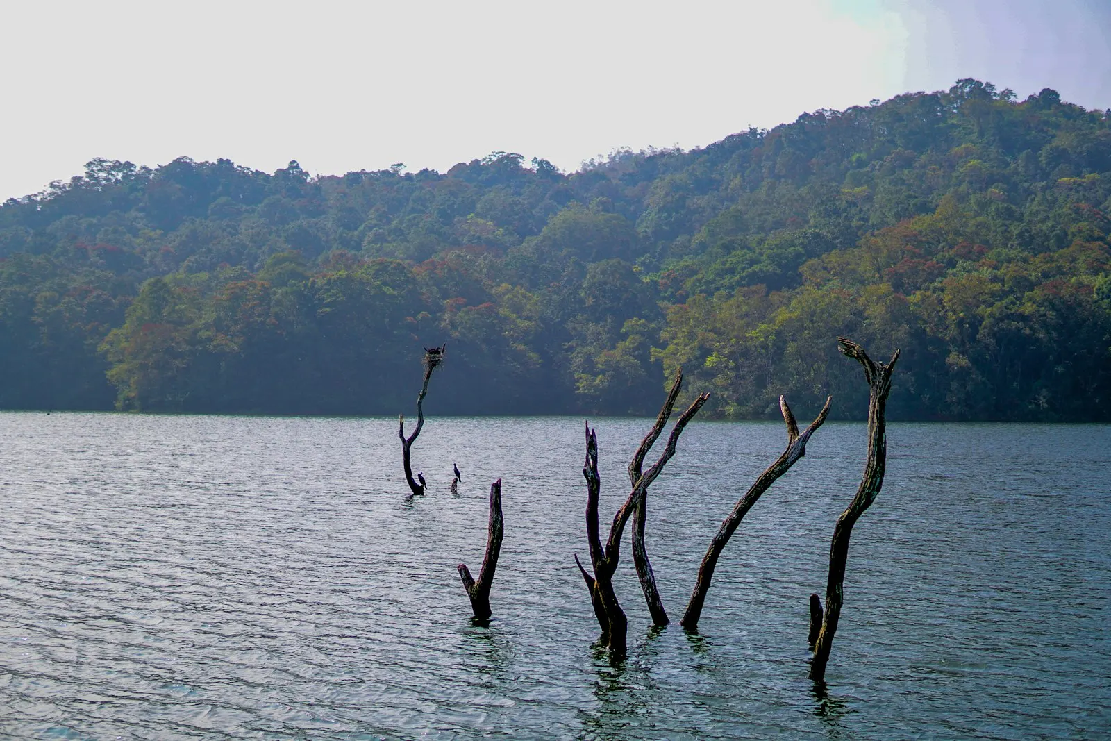 Dead trees rise from a calm lake with forested hills: Thekkady holiday packages by OYG Holidays
