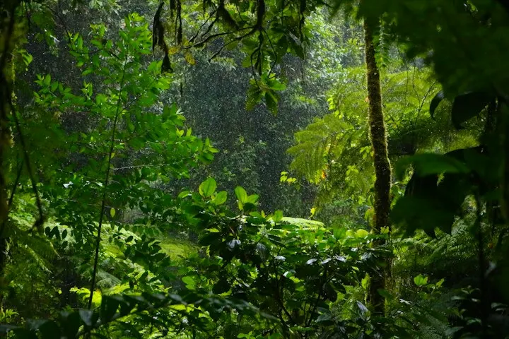 Spice Estate Resorts in Thekkady by OYG Holidays