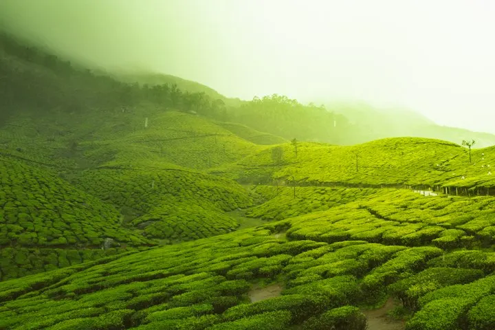 Tea Estate Bungalows in Darjeeling by OYG Holidays